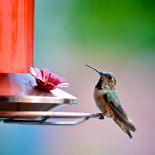 Designing Your Wildlife Garden | Picture of a hummingbird