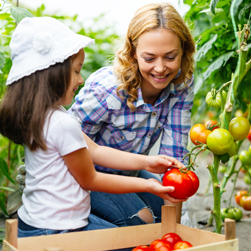 Choosing the Best Plants for Your Edible Garden | Picture of a family picking tomatoes