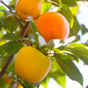 persimmons