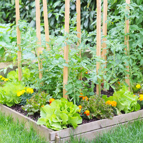 picture of a vegetable garden | edible gardens