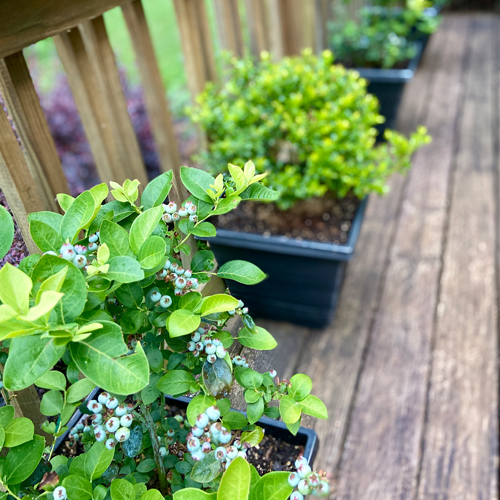 edible containers