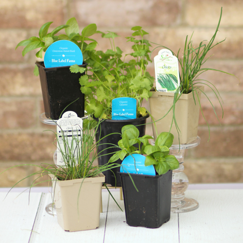 herbs