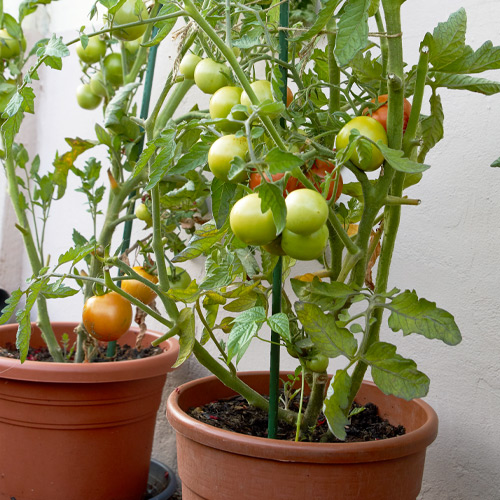 tomatoes in pots