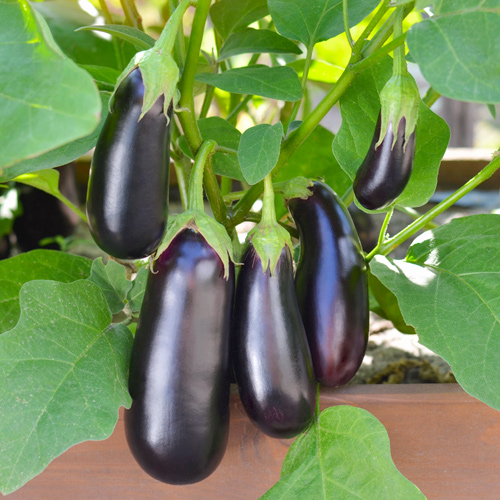 eggplant
