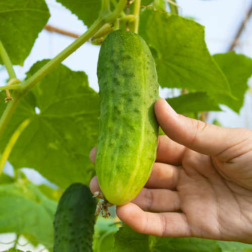 cucumber