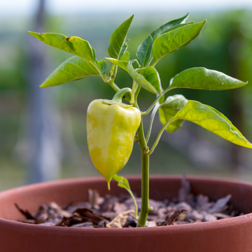 pepper