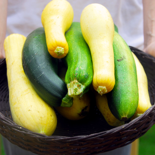 squash