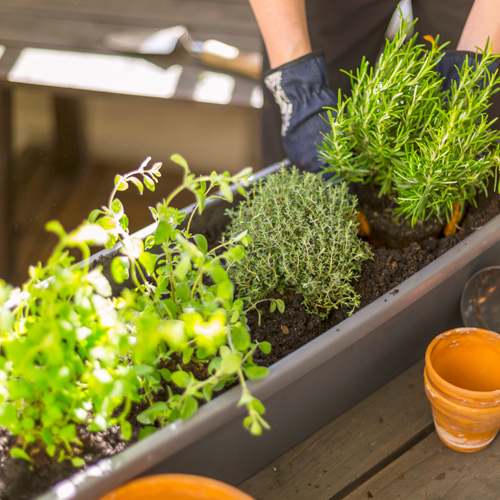 herb garden