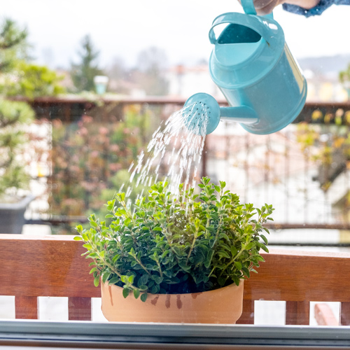 watering herbs