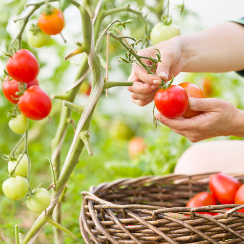 picking tomatoes