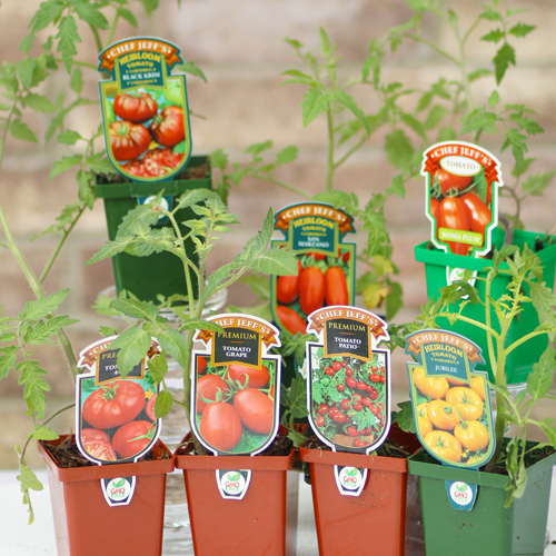 tomato plants