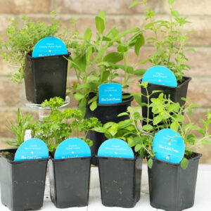 italian herbs