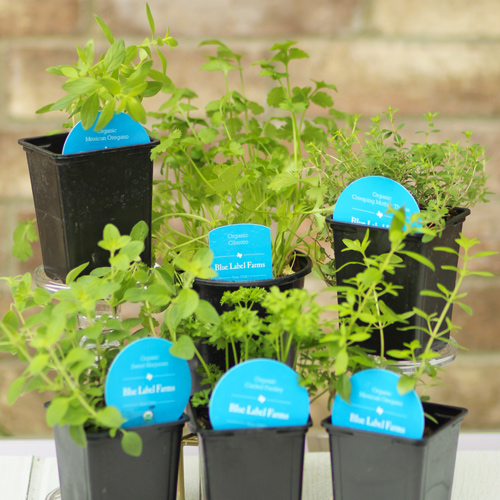 mexican herbs