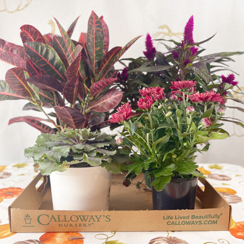 fall plants