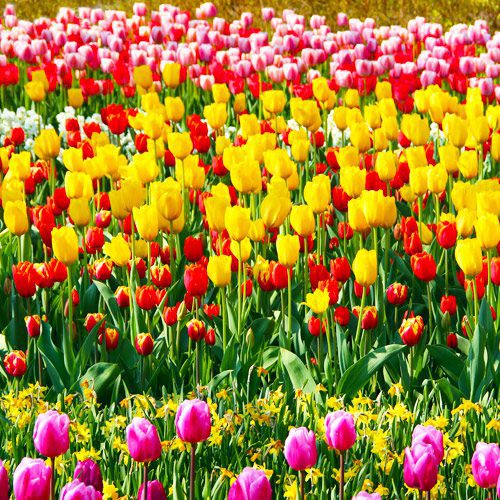 Spring Garden Ideas for Fall Planting | Calloway's Nursery