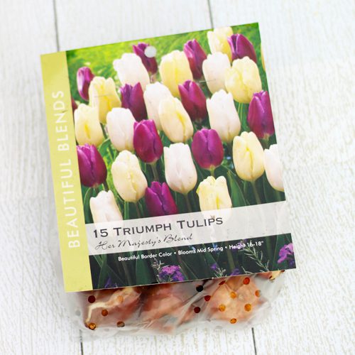 Tulip Bulbs for Spring Color