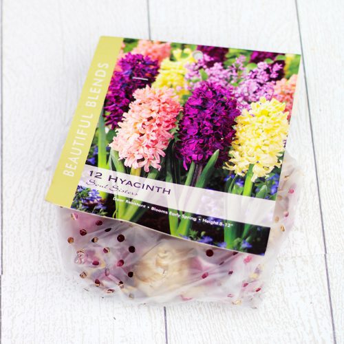 Hyacinth Bulbs | Calloway's Nursery