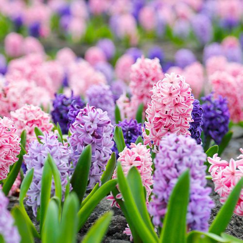 Hyacinth Planting for Fall | Calloway's Nursery