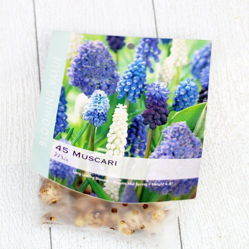 Muscari Bulbs for Fall Planting | Calloway's Nursery