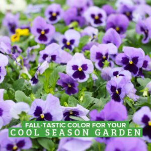 fall-tastic color