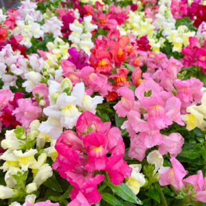 snapdragons