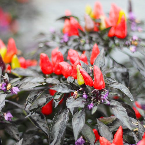 Ornamental Peppers Plant for Cool Season Garden | Calloway's Nursery
