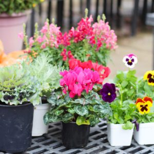 fall plants