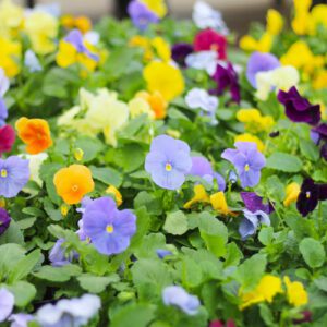 pansies