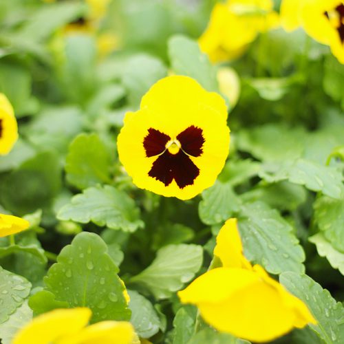 Matrix® Pansies Plants for Cool Season Garden | Calloway's Nursery