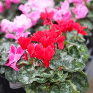 red cyclamen