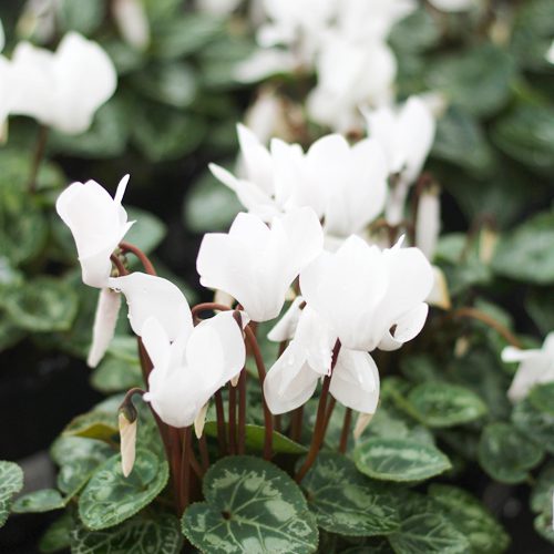 White Cyclamen Plants for Cool Season Garden | Calloway's Nursery