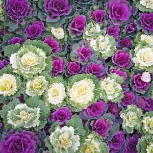 ornamental cabbage and kale