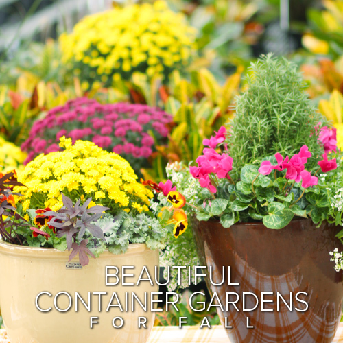 cool season container gardens