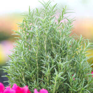 rosemary cone