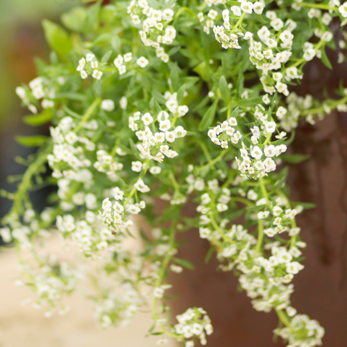 alyssum