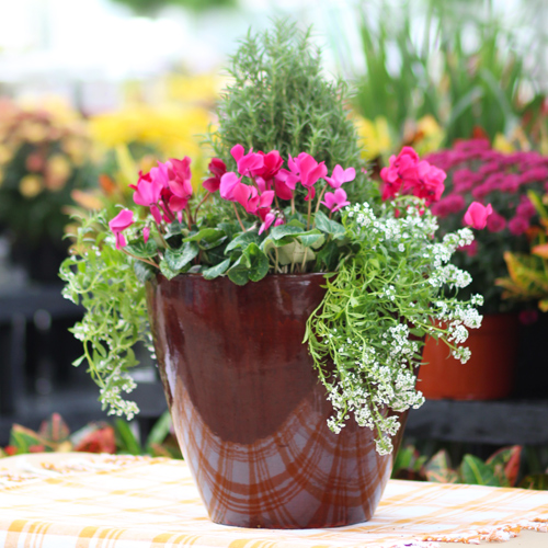 fall container gardens with cyclamen