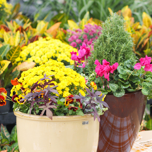 fall flowers
