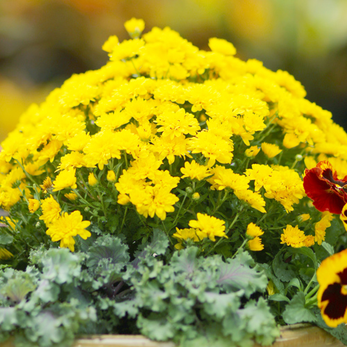 garden mums