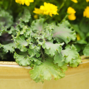 ornamental cabbage plant