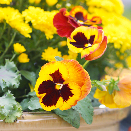 matrix pansies