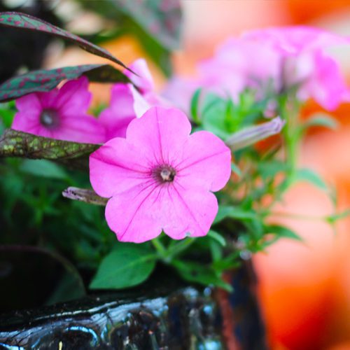 Pink Petunia for Fall Container Garden & Planter Idea | Calloway's Nursery