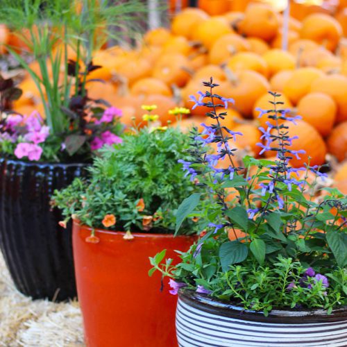 Fall Container Garden & Planters | Calloway's Nursery