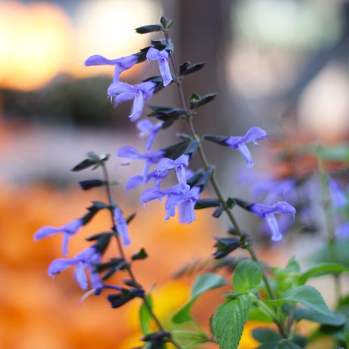 Purple Salvia for Fall Container Garden & Planter Ideas | Calloway's Nursery