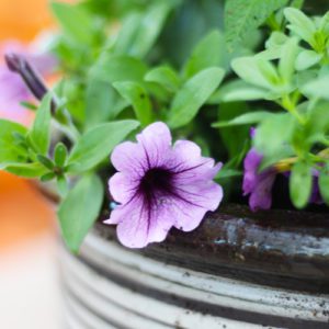 purple petunia