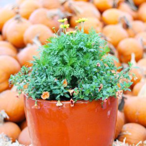 orange and yellow container garden idea