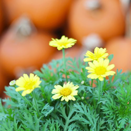 Superbells Dreamsicle Calibrachoa for Fall Container Garden & Planter Ideas | Calloway's Nursery