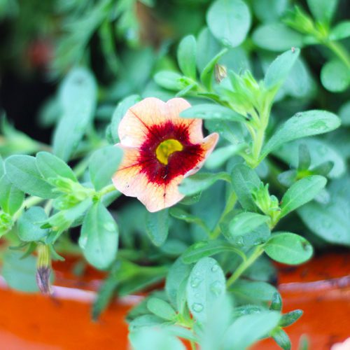 Superbells® Tangerine Punch™ Calibrachoa for Fall Container Garden & Planter Ideas | Calloway's Nursery