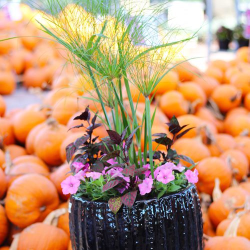 Pink Fall Container Garden & Planter Idea | Calloway's Nursery