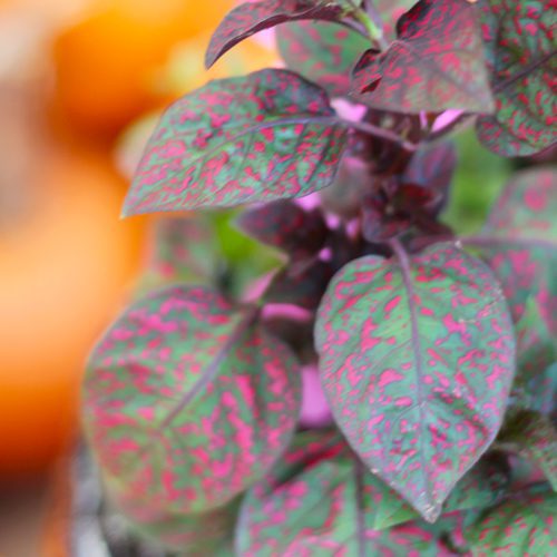 Hippo® Red Polka Dot Plant for Fall Container Garden & Planter Idea | Calloway's Nursery