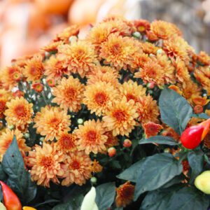 garden mums